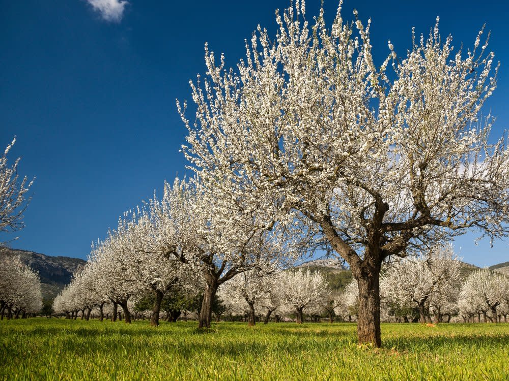 Die Mandelbäume blühen ab Januar auf Mallorca. (Bild: tolobalaguer.com/Shutterstock.com)