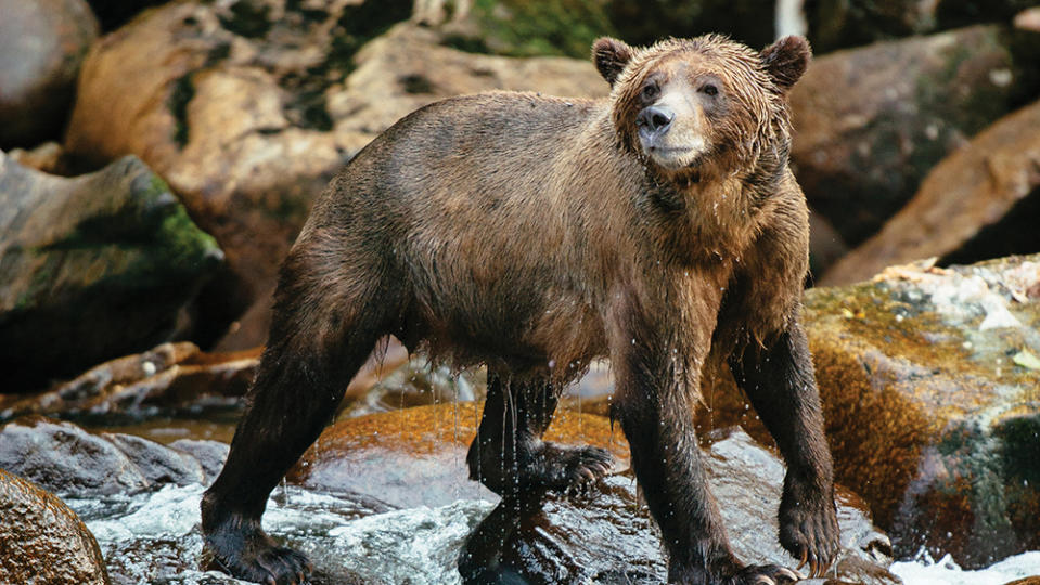 A young grizzly bear fishing for salmon. - Credit: Jeremy Kopeks