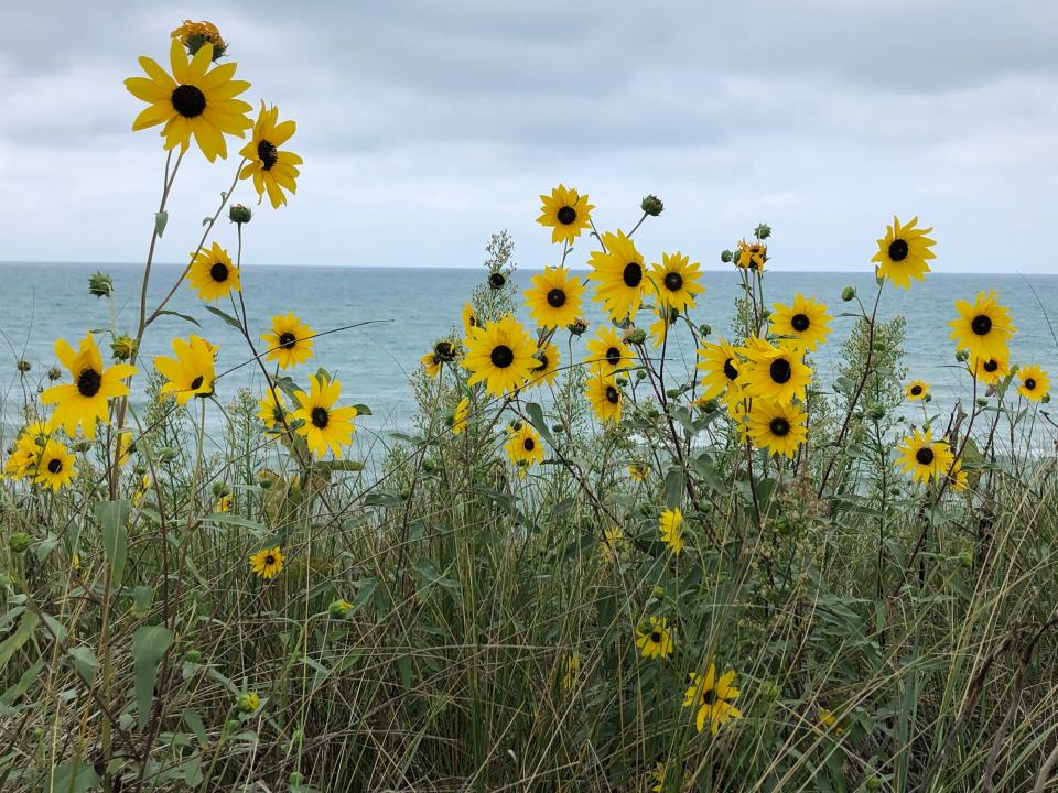 Wildflowers bloom in September 2022 near the Indiana Dunes National Park's Lake View Beach in Beverly Shores.