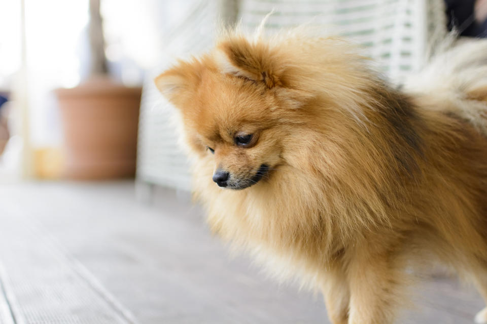 German spitz portrait,german spitz looking curiously