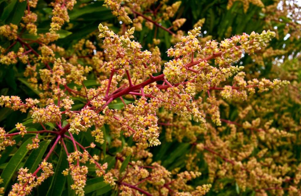 Mango trees in blossom at the Tropical Research and Education Center in Homestead.