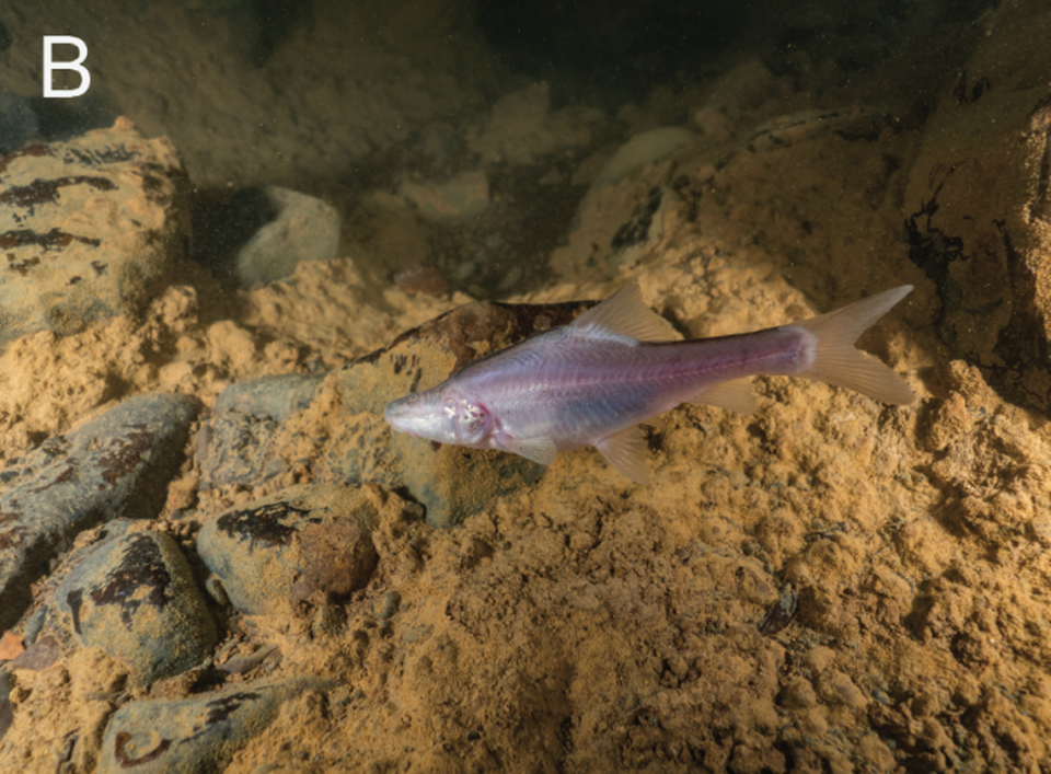 The pinkish fish has a gold stripe along the top of its body and skin-covered sockets instead of eyes, researchers said.