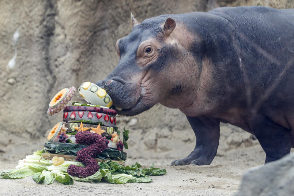 Fiona, a Nile Hippopotamus, eats her specialty birthday cake to celebrate turning three-years old this Friday, in her enclosure at the Cincinnati Zoo & Botanical Garden, Thursday, Jan. 23, 2020, in Cincinnati. The Cincinnati Zoo is using the third birthday of its beloved premature hippo as a way to raise money for Australian wildlife affected by the recent bushfires. Instead of sending birthday gifts, the zoo is asking people to buy T-shirts that will directly benefit the Bushfire Emergency Wildlife Fund. (AP Photo/John Minchillo)