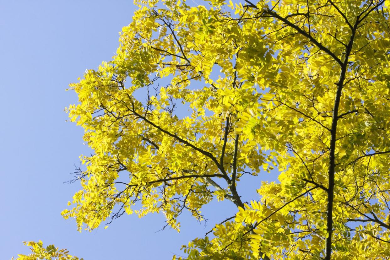 Dazzling yellow leaves of (Gleditsia triacanthos) Sunburst (honey locust tree) picked out against a deep blue spring sky