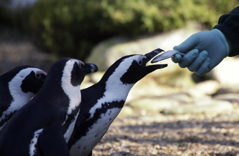 Jackass penguins are fed with fish during the presentation to journalists of this endangered specie at the Rome's zoo, Thursday, Dec. 27, 2018. (AP Photo/Alessandra Tarantino)