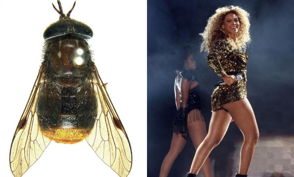 Beyoncé: Scaptia beyonceae