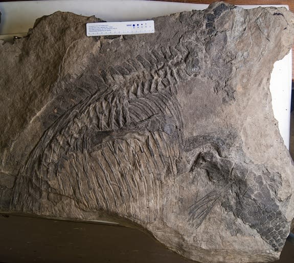 The ichthyosaur <i>Malawania anachronus</i>, fossilized in a slab once used as a stepping stone on an Iraqi mule track.