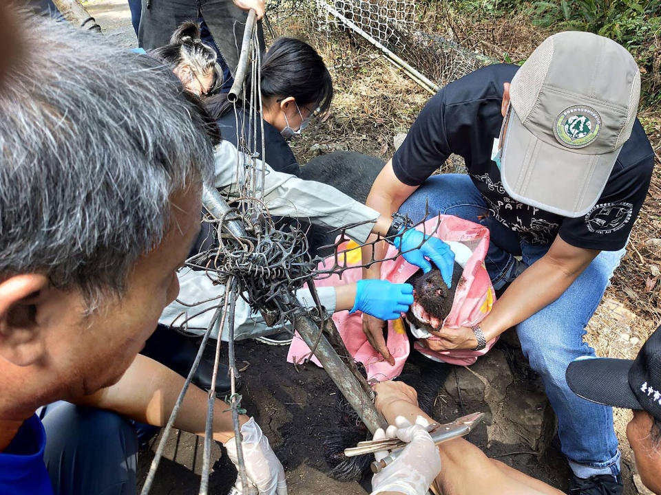 位於台中市和平區東卯山附近果園有一隻台灣黑熊誤入套索受困，東勢林管處啟動通報救援行動，並由特有生物保育研究中心野生動物急救站獸醫團隊協助脫困。（民眾提供）