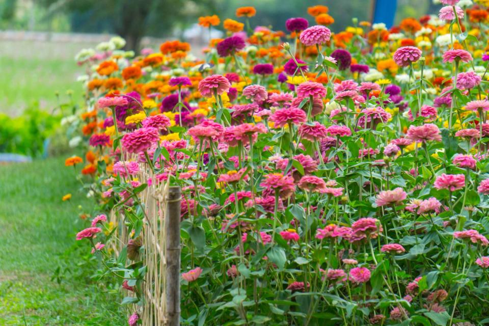 close up of fresh pink flowers blooming in field