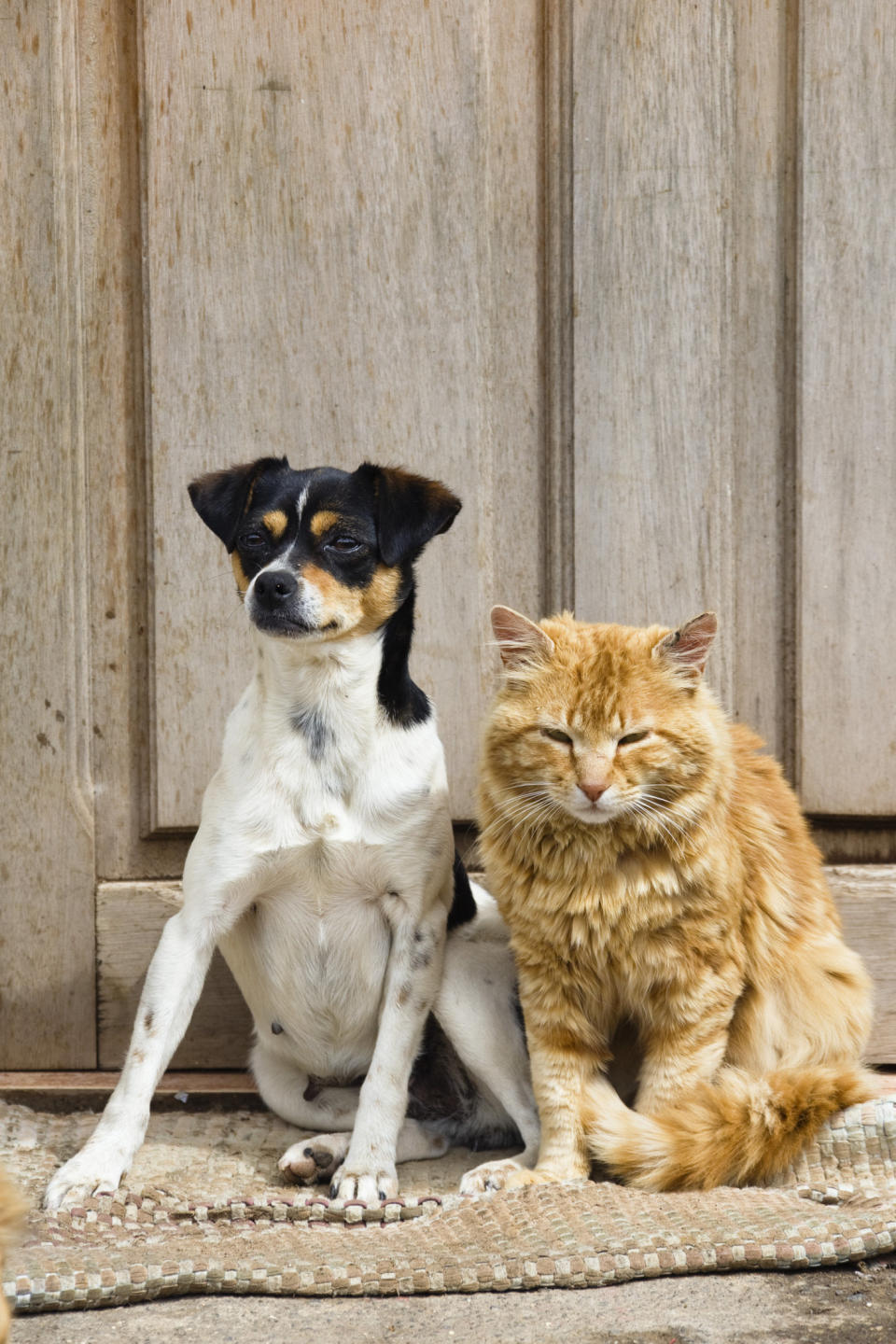 'Cat and dog sitting on a mat, friendship, Costa Rica'