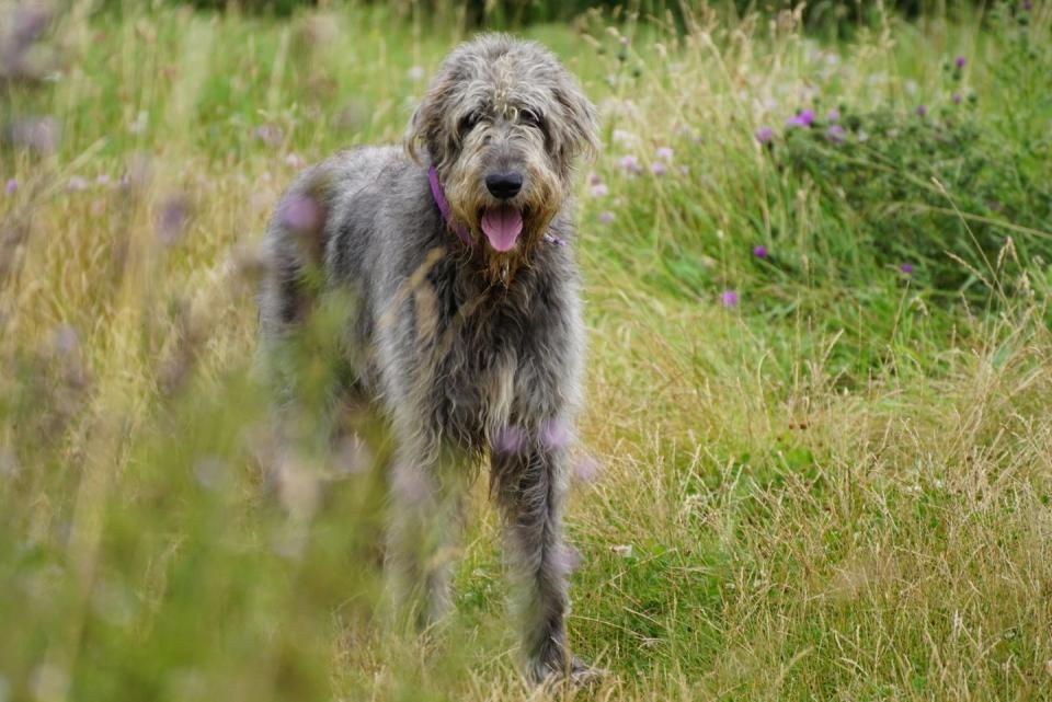 <p>As the tallest breed, Wolfhounds may look imposing, but they're really the definition of a gentle giant. These sweet-hearted pets get along wonderfully with kids. </p>