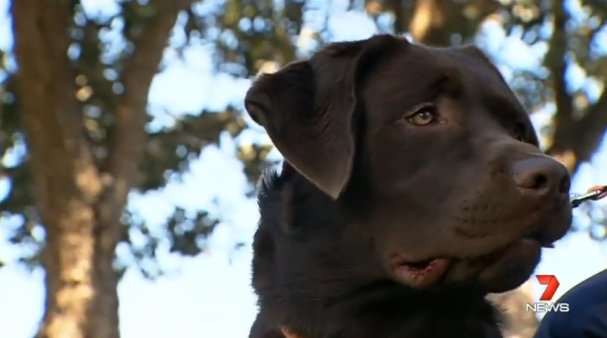 When the family couldn't find the ring, all eyes turned to Grizzly the chocolate labrador. Photo: 7 News