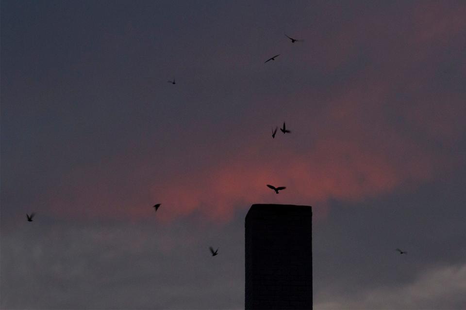 Chimney swifts swarm around a chimney at dusk.
