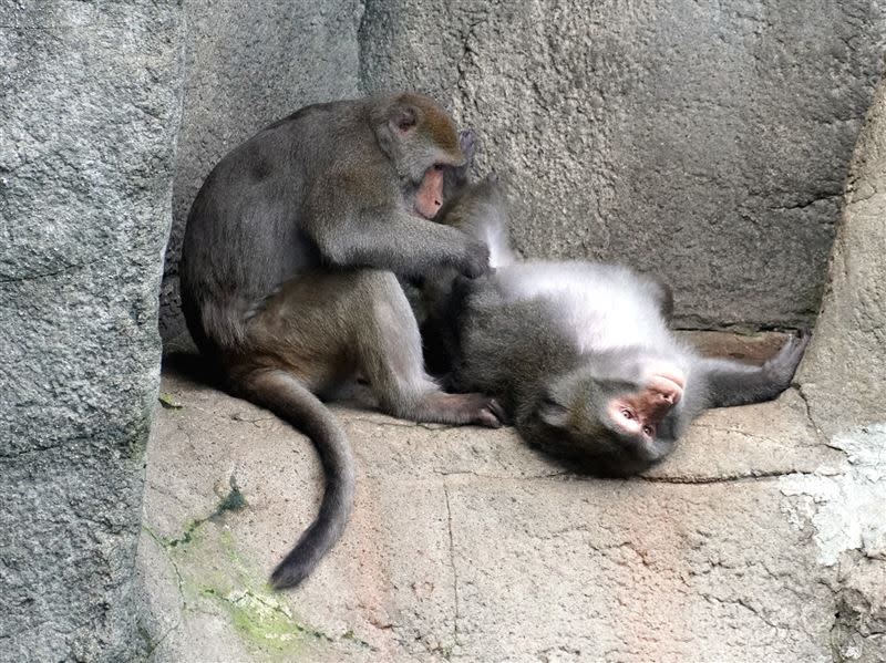 今年動物園就有黑冠松鼠猴、阿氏夜猴等幼仔出生，前幾天棉頭絹猴更誕下今年以來的第二對雙胞。（圖／台北市立動物園提供）