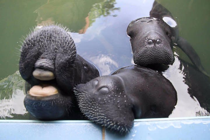 Three manatees approach the side of a tiled pool.