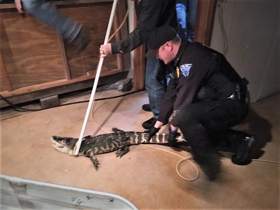 Animal rescuers restrain the alligator which had been the Ohio man's pet for 25 years.