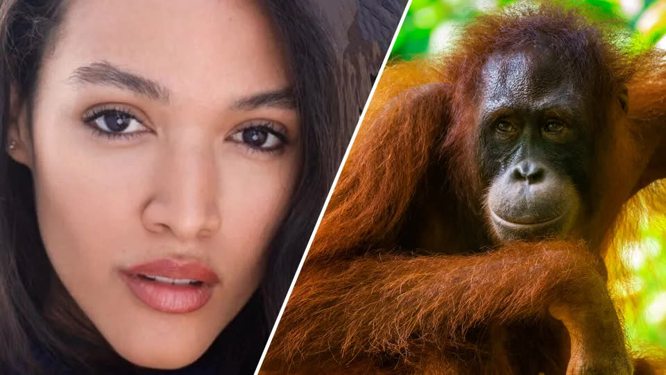 Als Mutter CaShawna Wright ihren Sohn zum ersten Mal mit in den Zoo nahm, stahl ein neugieriger Orang-Utan die Show. (Fotos: CaShawna Wright/Getty Images)
