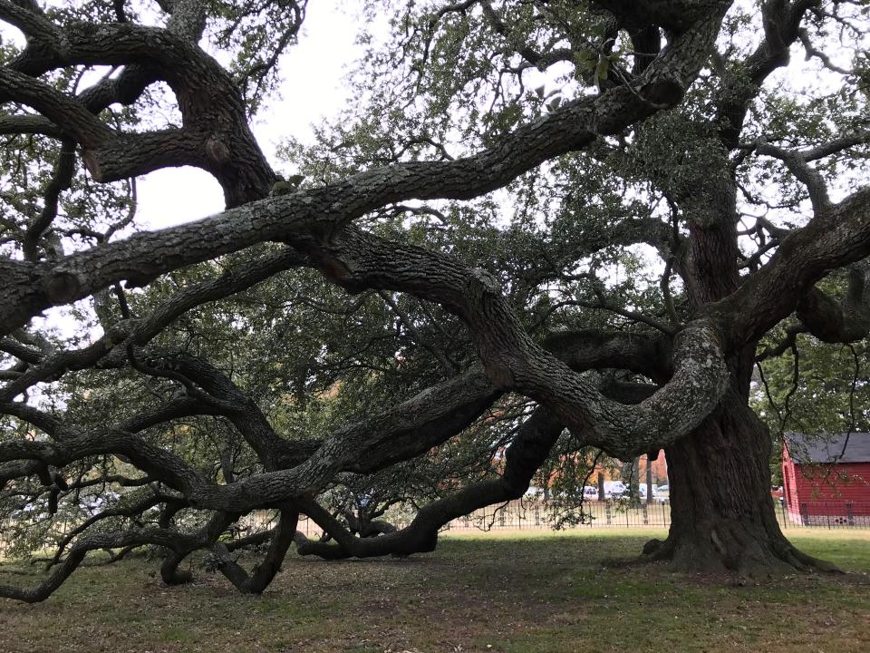 Emancipation Oak on the Hampton University grounds in Hampton, Virginia, on Friday, Nov. 22, 2019.