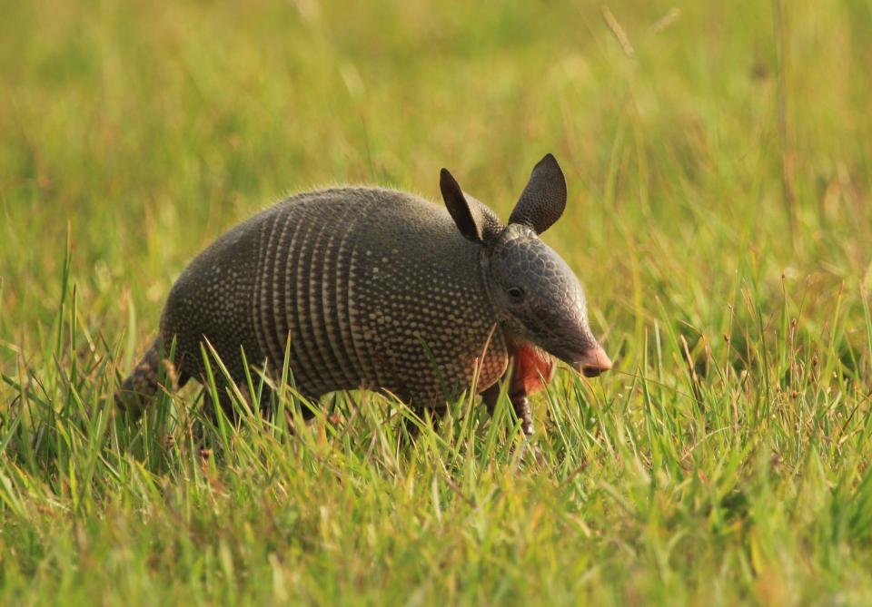 The nine-banded armadillo has begun showing up in Great Smoky Mountains National Park in recent years, possibly “hitching a ride” with humans in vehicles. It’s appearance may illustrate the slow but steady range expansion of species that is a normal part of evolution.