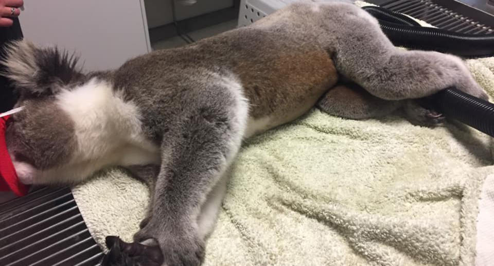 The koala gets a wash and blow dry at Glenelg Veterinary Services in Victoria.