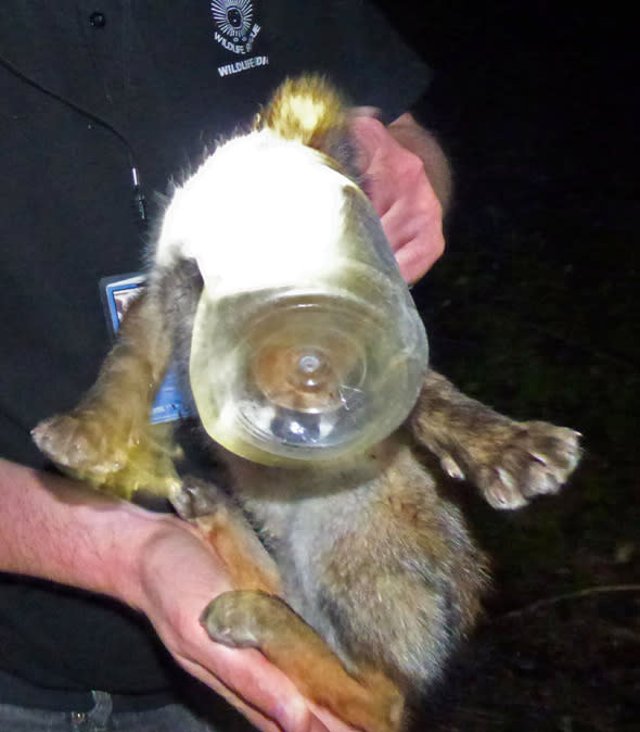 Mandatory Credit: Photo by Solent News/REX_Shutterstock (4805455a)The fox with the plastic jar on its headFox rescued after getting head stuck in plastic jar, East Sussex, Britain - 28 May 2015*Full story: http://www.rexfeatures.com/nanolink/qg2qA young fox got into a bit of a jam when its head became stuck in a jar and it needed help to get out. Animal rescuers were called to the scene at 7.45pm after concerned residents saw the cub running around with its head in a plastic tub. East Sussex Wildlife Rescue & Ambulance Service (WRAS) searched for the unfortunate animal but found it difficult to locate the cub, which was around seven weeks old. Senior rescuer Chris Riddington was the first on the scene and was shown video of the cub taken by residents. He said: "It looked as though the cub had its head in a jar, but it was difficult to tell exactly what it was. He was running around between the bushes, and was slightly disorientated." Two ambulances were sent to the area to search for the cub as well as other members of the animal rescue service.