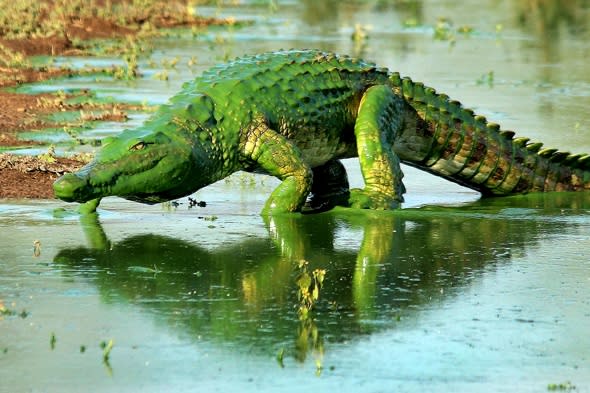 The Hulk? Bright green crocodile emerges from river 