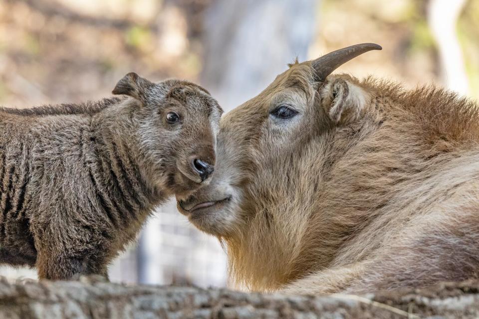 First Male Golden Takin Born in the Western Hemisphere Receives a Name at the San Diego Zoo