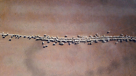 Sheeps eat grain dropped in a drought-effected paddock on a property located on the outskirts of Tamworth, in New South Wales, Australia, June 2, 2018. REUTERS/David Gray