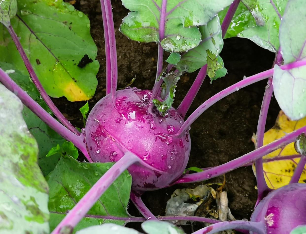Learn about various veggies, like kohlrabi, at K-W VegFest in Waterloo Town Square on Saturday. (Andrew Coppolino/CBC - image credit)