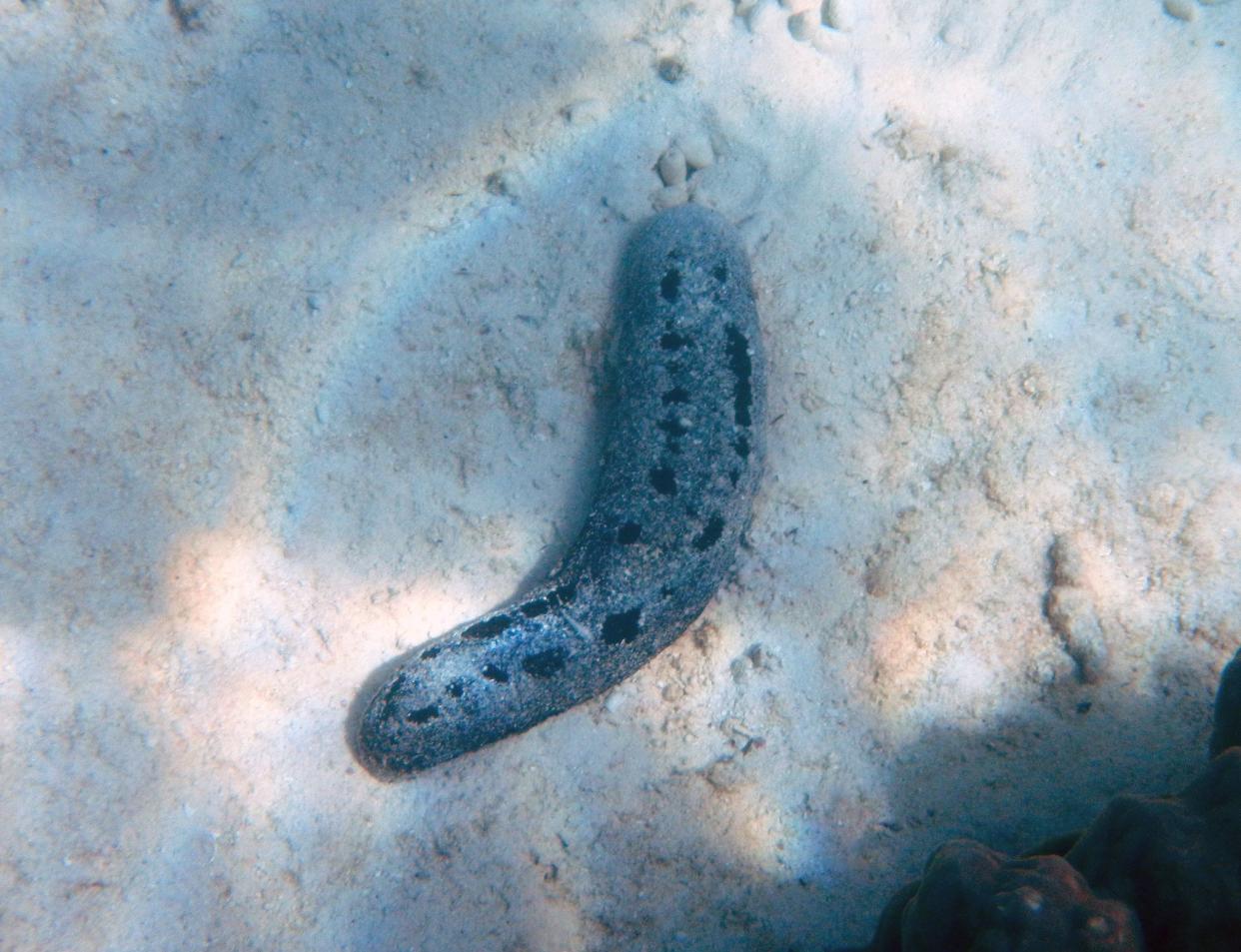 Sea cucumber (genus Bohadschia), Mu Ko Lanta Marine National Park, Thailand