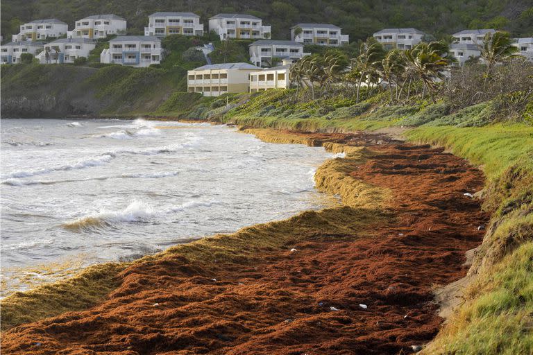 Una investigación arrojó cantidades récord de algas en el Cinturón de Sargazo del Atlántico en marzo