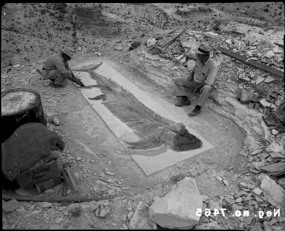 George Sternberg excavates his most famous discovery, the fish-within-a-fish, in Gove County near Castle Rock badlands.