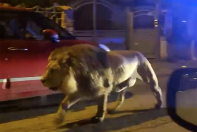 Escaped circus lion captured after prowling the streets of Italian town -  National