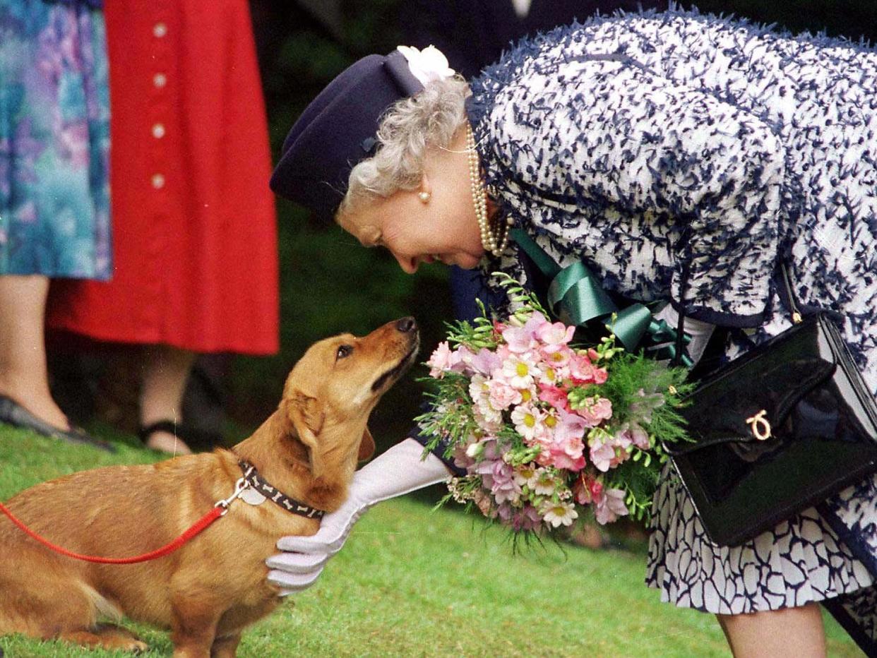 La reina Isabel II acariciando a uno de sus perros corgi, Gran Bretaña. (Foto: AP)