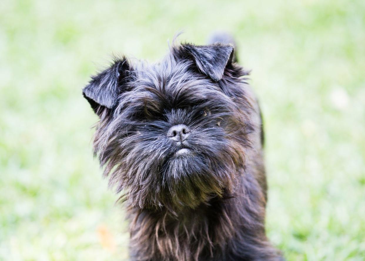 best small dog breeds affenpinscher puppy