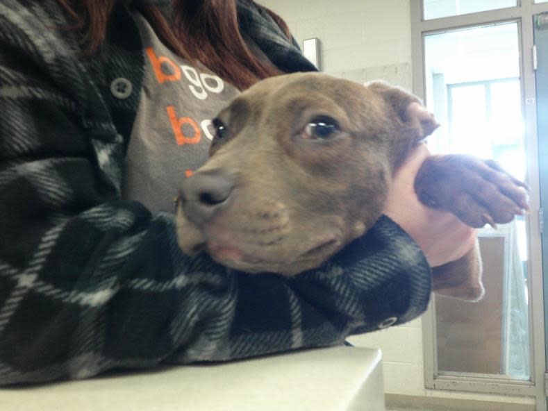 Popcorn is a male, 14-week-old American pit bull terrier at the Oklahoma City Animal Shelter.