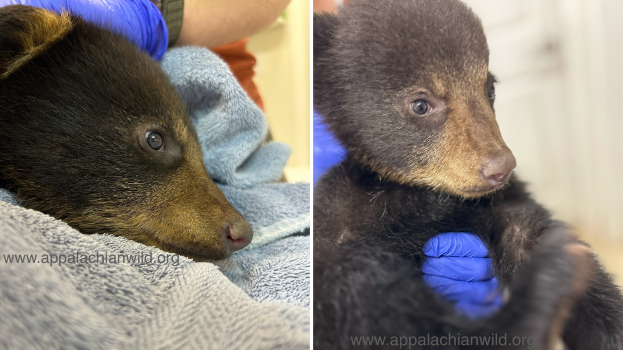 The orphaned cub is seen during her intake exam the day she arrived at the Appalachian Wildlife Refuge facility. / Credit: Appalachian Wildlife Refuge