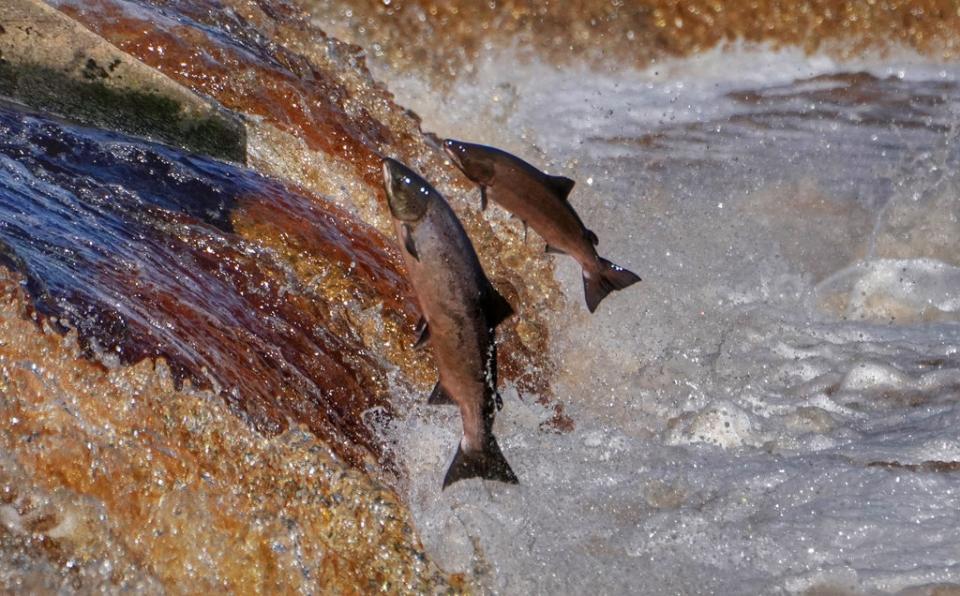 Salmon leap up the weir at Hexham (Owen Humphreys/PA) (PA Archive)