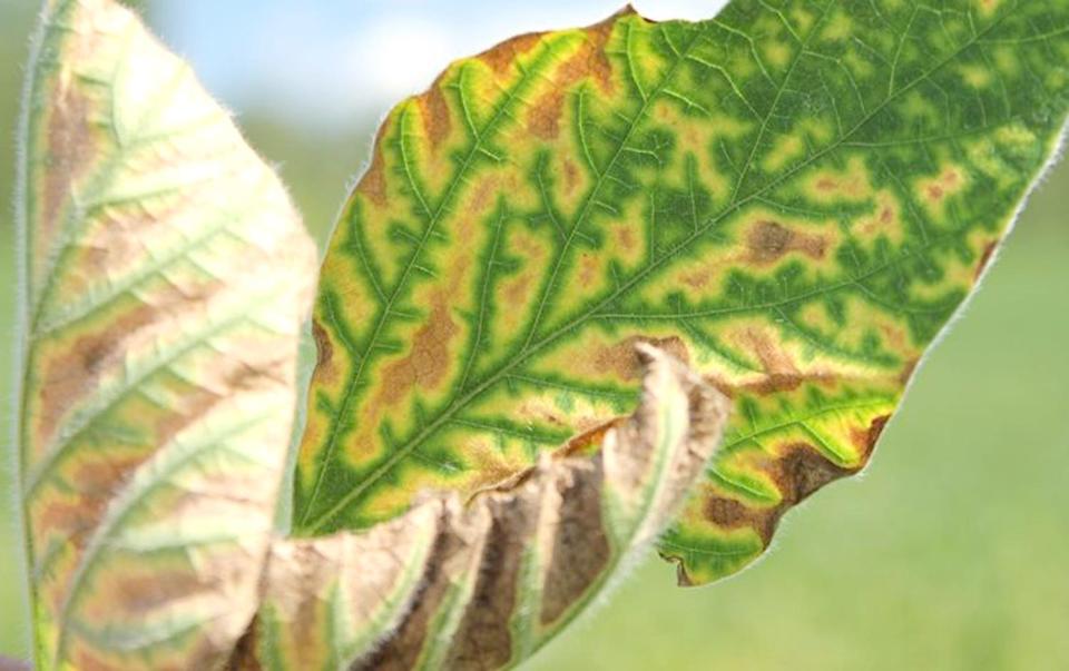 A range of sudden death syndrome symptoms on soybean leaves.