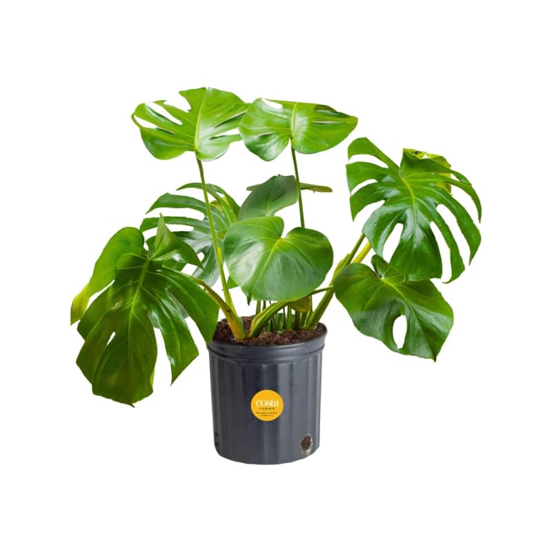 Costa Farms Monstera Swiss Cheese Plant