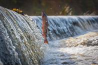 Fühlen sich deutschsprachige Leute fit und vital, sind sie "munter wie ein Fisch im Wasser". Genauso sehen das auch die Schweden: Man ist "frisk som en fisk", frisch wie ein Fisch. (Bild: iStock/PerfectStills)