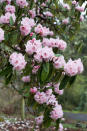 <p> As well as the popular shrubs, rhododendrons are also available in tree form – R. arboreum. Although after several decades they can eventually reach great heights of over 40 feet, they are slow-growing trees that will live happily for years in a pot, so it is worth learning how to grow rhododendrons. </p> <p> ‘I really like rhododendron – it is such a pretty flowering tree with red and white flowers in the summer,’ says Hyland. As an evergreen tree, it possesses attractive dark green leaves year-round. </p> <p> ‘My favorite thing about it is its ability to thrive in stunted, acidic, or shallow soil conditions.’ </p> <p> Be sure you know how to prune rhododendron to keep your potted specimens under control. </p>