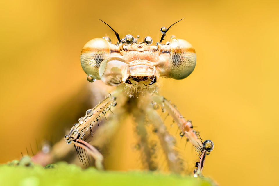 Fantastic photography of insects and water droplets