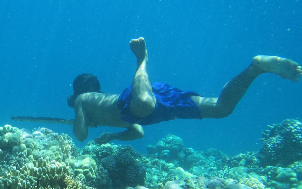 For more 1,000 years the Bajau have collected food by free diving with spears.  - Melissa Ilardo