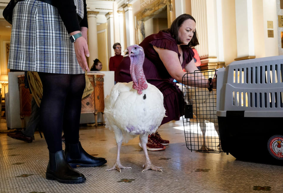 Two turkeys, named Liberty and Bell, who will receive a Presidential Pardon at the White House ahead of Thanksgiving in a hotel lobby in Washington, D.C. on Nov. 19, 2023.  (Jacquelyn Martin / AP)