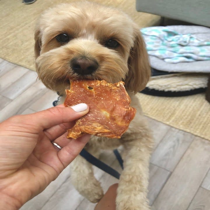 A dog eating a treat.