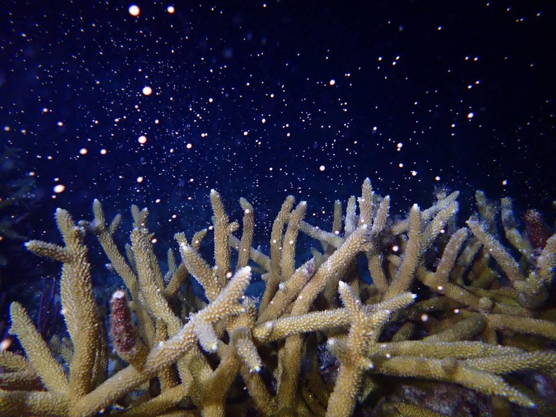 Staghorn coral release gametes during a spawning event last week in Key Largo. LIV WILLIAMSON