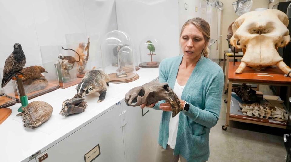 Laura Monahan holds a 13,000-year-old giant beaver skull during the tour of the University of Wisconsin-Madison Zoological Museum. The skull is one of many specimens that draw researchers from across the nation.