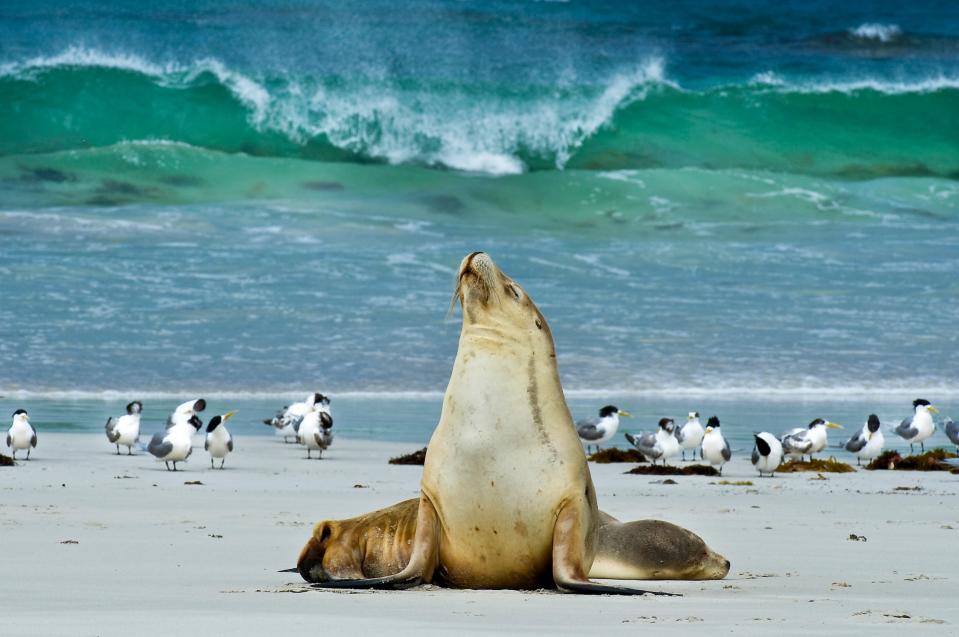 This tranquil island is often billed as the “Galapágos of Australia” on account of its distinctly evolved and abundant wildlife - This content is subject to copyright.