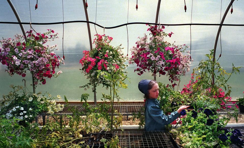 Carrie Kauffman carries a flat of tomato plants for a customer at Merri-Gold Greenhouse in Smyrna. The greenhouse is one of many home business enterprises in the Amish community. Others include furniture making, harness making and organic produce farming in 2002.